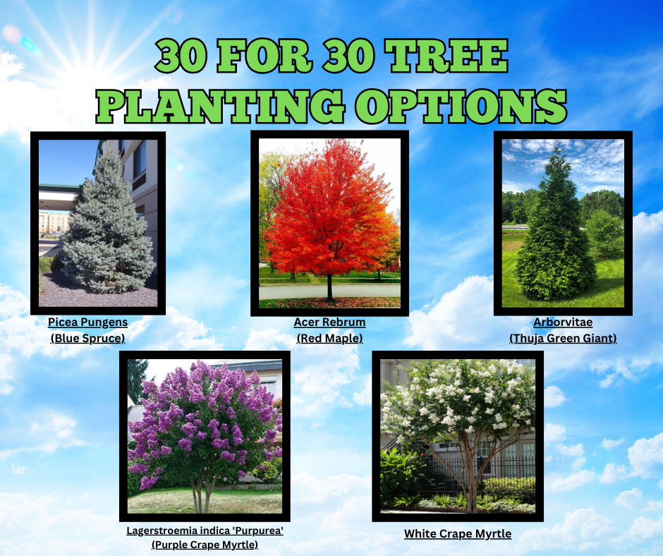 30 for 30 Tree Options